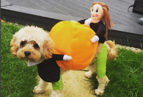 HOT Selling !! Free Shipping Order Over $99 Buy 2 Get 5% OFF Code : 5OFF Item ID: M3299 Features: Fantastic for parties and photos Velvet material keeps your dog warm Cute, comfortable and funny Dog clothes size chart Product information Its that time of year again!    Get your pooch ready for Halloween! This hilarious eye-catching dog costume will make your dog stand out this Halloween. Watch your doggy pal strut around getting busy for Halloween delivering pumpkins. The pet dog carrying pumpkin cosplay costume is suitable