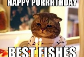 21 Cat Birthday Memes That Are Absolutely Purrrrfect - Funny Gallery