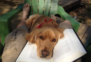 Mascotas Que Se Meten En Medio De Tu Lectura | Divertidos