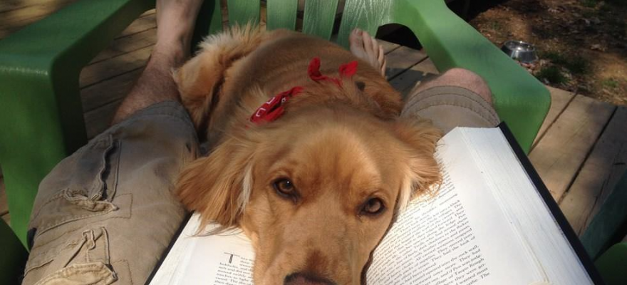 Mascotas Que Se Meten En Medio De Tu Lectura | Divertidos