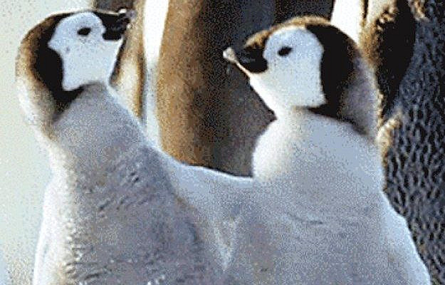 23 Animal GIFs That Should Be World Famous ^