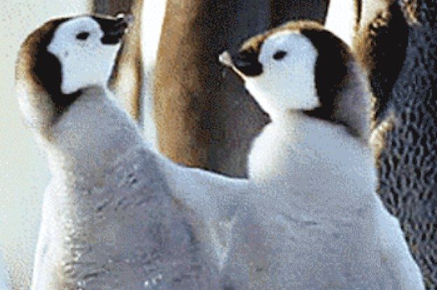 23 Animal GIFs That Should Be World Famous ^