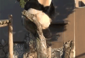 This panda who was ALMOST comfortable. | 23 Reminders That Gravity Is A Cruel Bitch