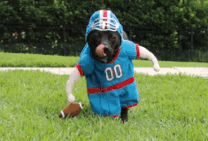 Dog football player (awesome costume)