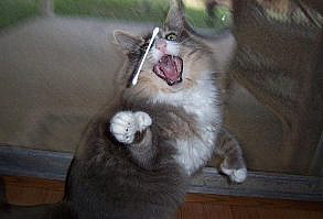 26 GIF-Beweise, dass Katzen wohl nie die Weltherrschaft übernehmen werden