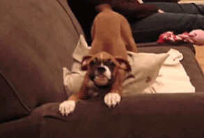 One Happy Boxer. artonsun.blogspot... #Dogs #DogFunny