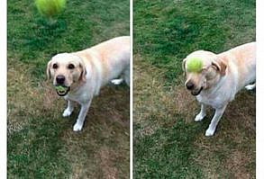 28 Memes de perros que te harán derramar lágrimas de risa