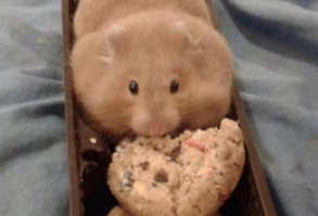 If you're a fan of the scared hamster or the peace sign hamster, you'll love this collection of the best hamster memes out there. #humor #hamsters #hamster #memes