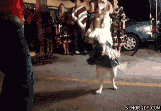 30 Cats And Dogs Who Aren't Ready To Graduate