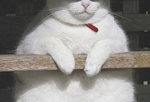 30 Hysterical Cat Memes You Must See