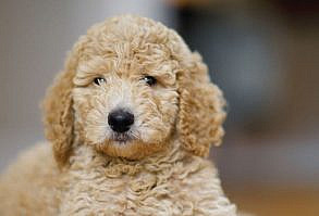 30 Small Hypoallergenic Dogs That Don't Shed - Barking Royalty