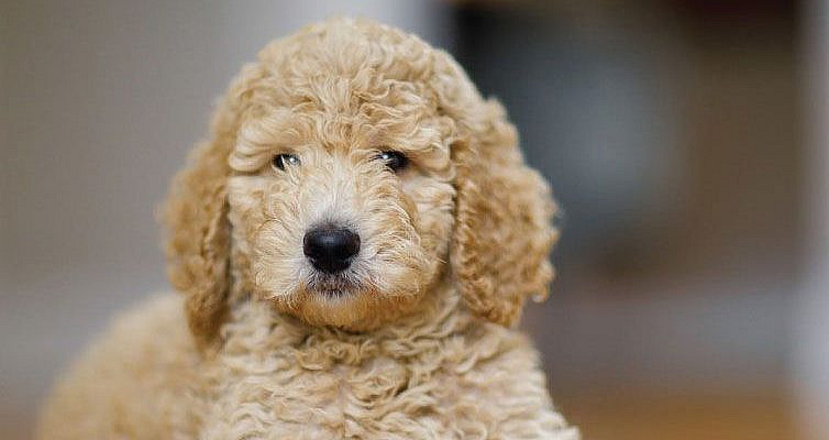 30 Small Hypoallergenic Dogs That Don't Shed - Barking Royalty