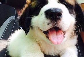 31+ Happy Dog Photos That Will Definitely Put You In A Better Mood