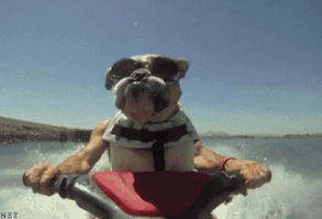 I mean... | 33 Dogs Winning At Everything