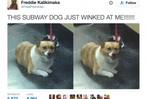 34 Wholesome Tweets That Prove 2016 Wasn't Completely Terrible