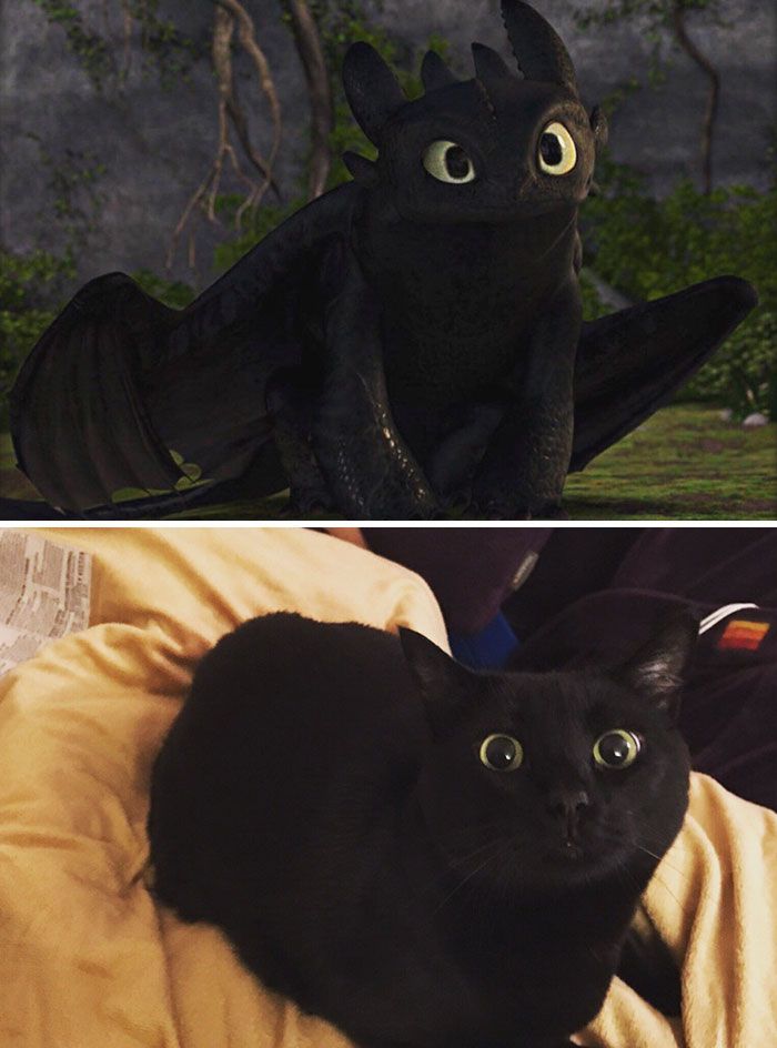 10+ Black Cats That Are Actually Toothless In Disguise