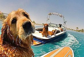 493 Likes, 7 Comments - Trevor S (Stylwire Headphones) on Instagram: “Happy #nationalpuppyday”