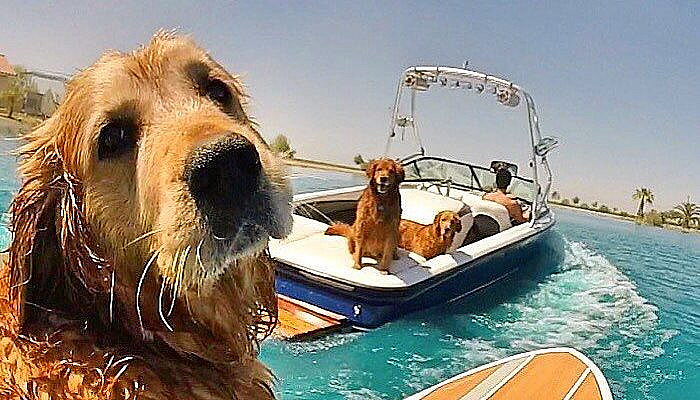 493 Likes, 7 Comments - Trevor S (Stylwire Headphones) on Instagram: “Happy #nationalpuppyday”