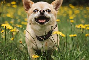 #funny #dog #dogs #dogclips