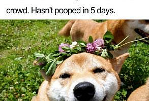 Cheezburger Image 9072096768