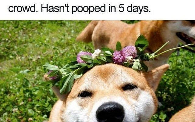 Cheezburger Image 9072096768