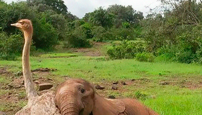 Wait-This-Is-Wholesome-Pics