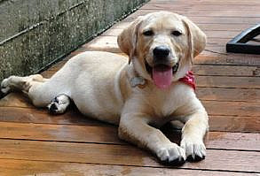 58 "Natural Love" - a boy and a dog