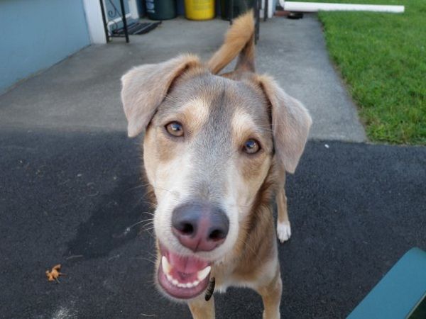 6 Lessons From a Dog's World