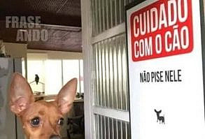 64 memes de cachorro para você ter na manga