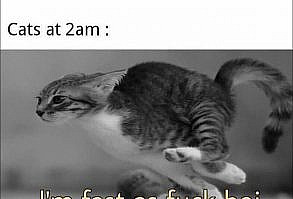 65 of the Best Cat Memes That Show Who’s the Real Boss | Inspirationfeed