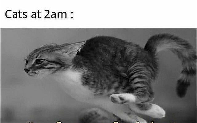 65 of the Best Cat Memes That Show Who’s the Real Boss | Inspirationfeed