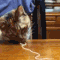 7 Best Cat Gifs of the Week – 29th November 2014