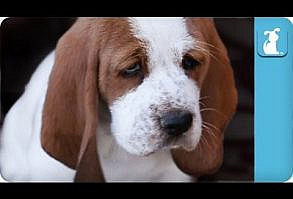 80 seconds of Adorable Wrinkled Basset Hound Puppies