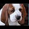 80 seconds of Adorable Wrinkled Basset Hound Puppies