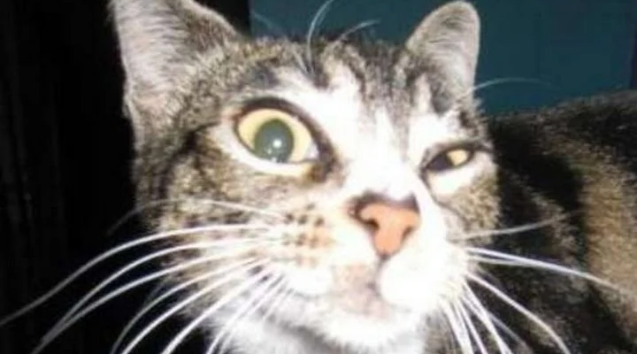 85 Happy Belated Birthday Memes for When You Just Forgot