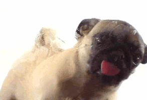 Cute animals, kids saying the silliest things, talk show clips, comedy sketches and fitness instructionals: YouTube is the bustling agora of the Web, captu