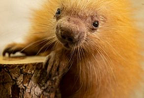 Disney's Animal Kingdom Welcomes a Baby Zebra and Porcupine — and They’re Adorable | Travel + Leisure | Travel + Leisure