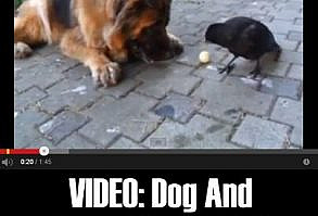 A very unusual ball game with surprising and delightful results!