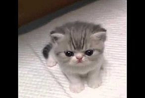 Acayip tatlı kedi 2015 - YouTube