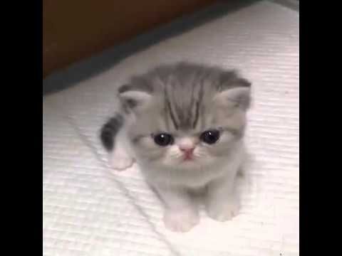 Acayip tatlı kedi 2015 - YouTube