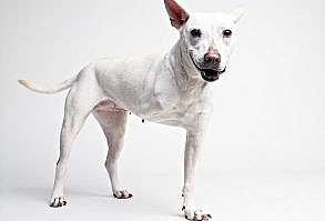 Basenji & Shiba Inu Mix • Young • Female • Medium A Dog's Life Rescue Los Angeles, CA  Snow is a strong-spirited dog who pulled herself out of an inhumane animal trap in Taiwan. The rough start to her life left her with only three legs and a slightly skittish disposition, so she needs a little time before she completely warms up to new people. But once she does, she will curl up and cuddle forever.  Snow needs a forever home that can provide such patience, love and comfort...