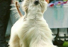 Beautiful coat on this Afghan Hound in show.