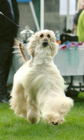 Beautiful coat on this Afghan Hound in show.