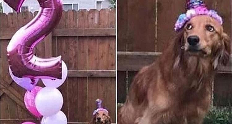 Afternoon Funny Picture Dump 39 Pics