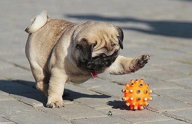 All About Pugs: The Most Pugtastic Dog Breed Out There