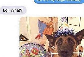 An active paw our priority on Instagram: “Paw parents can relate 😂😂😂 - #petpreneurs#ukdogs #petshop #petbusiness #petquotes