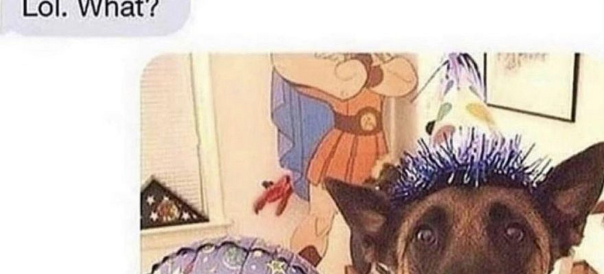 An active paw our priority on Instagram: “Paw parents can relate 😂😂😂 - #petpreneurs#ukdogs #petshop #petbusiness #petquotes