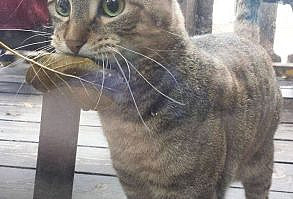 37 Hilarious Animal Snaps to Help Restore Your Faith in Humanity - Cheezburger - Cat memes, funny animals, and cute dogs.