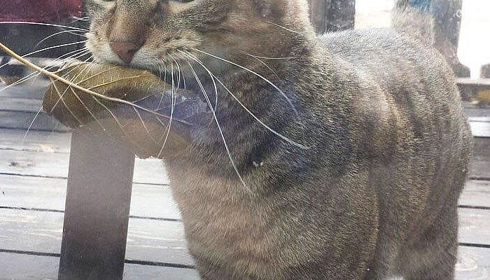 37 Hilarious Animal Snaps to Help Restore Your Faith in Humanity - Cheezburger - Cat memes, funny animals, and cute dogs.