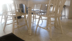 funny gif cat under table